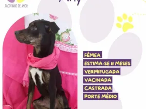 Cachorro raça SRD-ViraLata idade 7 a 11 meses nome Any