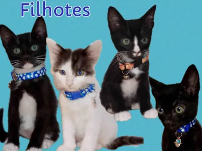 Gato raça SRD-ViraLata idade 2 a 6 meses nome Filhotes machos 