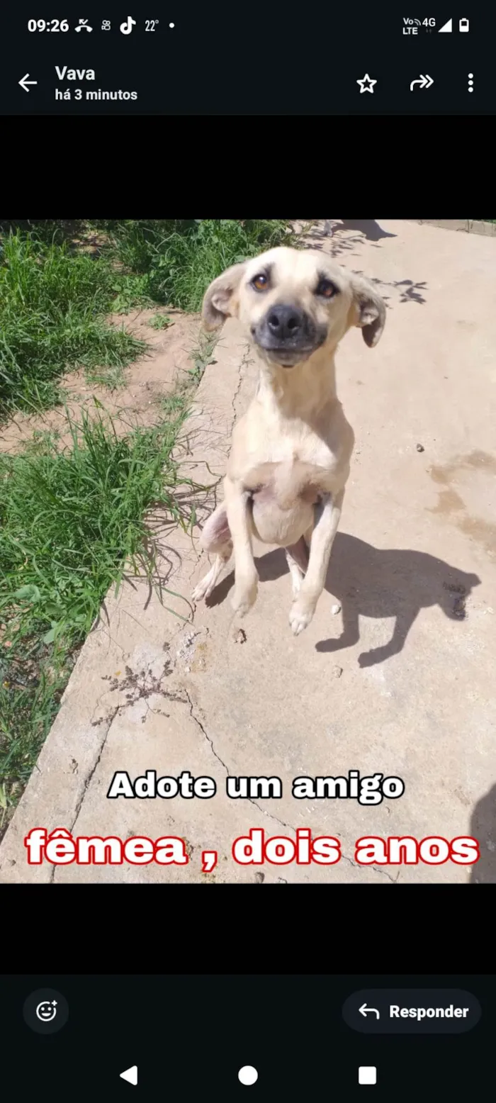 Cachorro ra a SRD-ViraLata idade 2 anos nome Luna