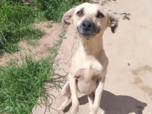 Cachorro raça SRD-ViraLata idade 2 anos nome Luna