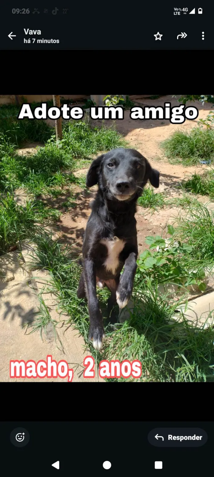 Cachorro ra a SRD-ViraLata idade 2 anos nome Pretinho