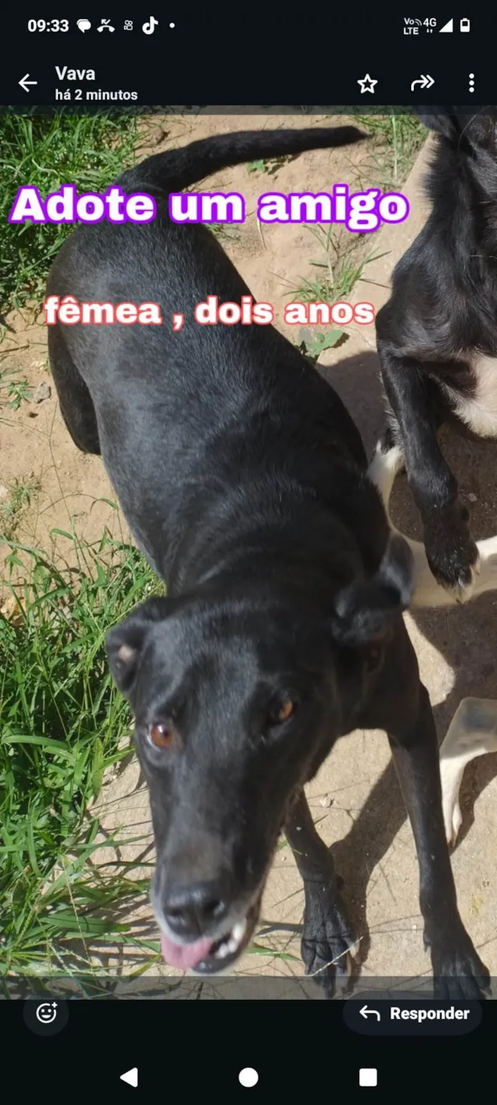 Cachorro ra a SRD-ViraLata idade 2 anos nome Pretinha 