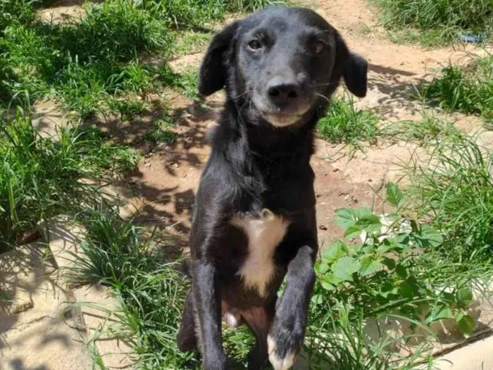 Cachorro ra a SRD-ViraLata idade 2 anos nome Pretinho