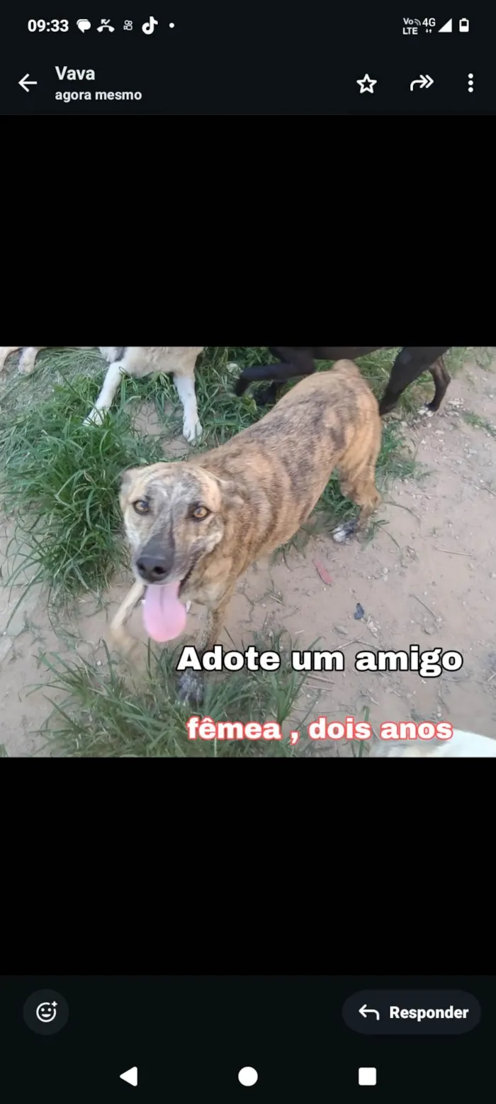 Cachorro ra a SRD-ViraLata idade 2 anos nome Mel