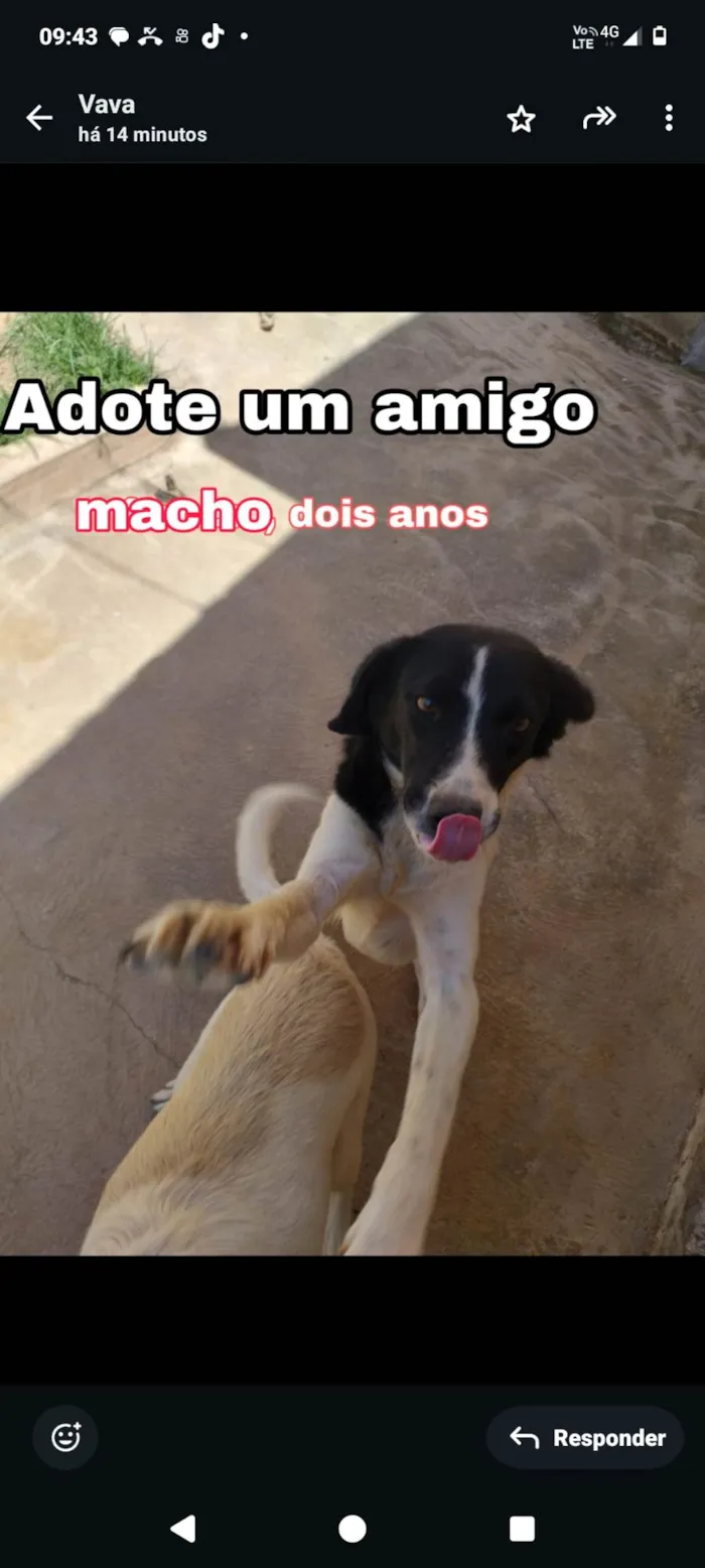 Cachorro ra a SRD-ViraLata idade 2 anos nome Mancha