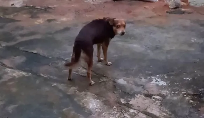 Cachorro ra a SRD-ViraLata idade 4 anos nome Novidade 