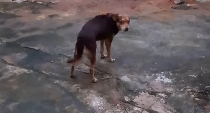 Cachorro ra a SRD-ViraLata idade 4 anos nome Novidade 