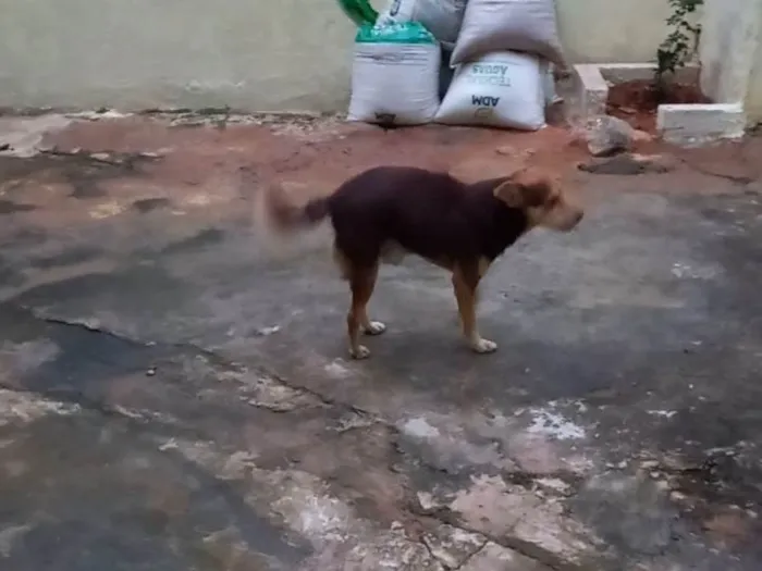 Cachorro ra a SRD-ViraLata idade 4 anos nome Novidade 