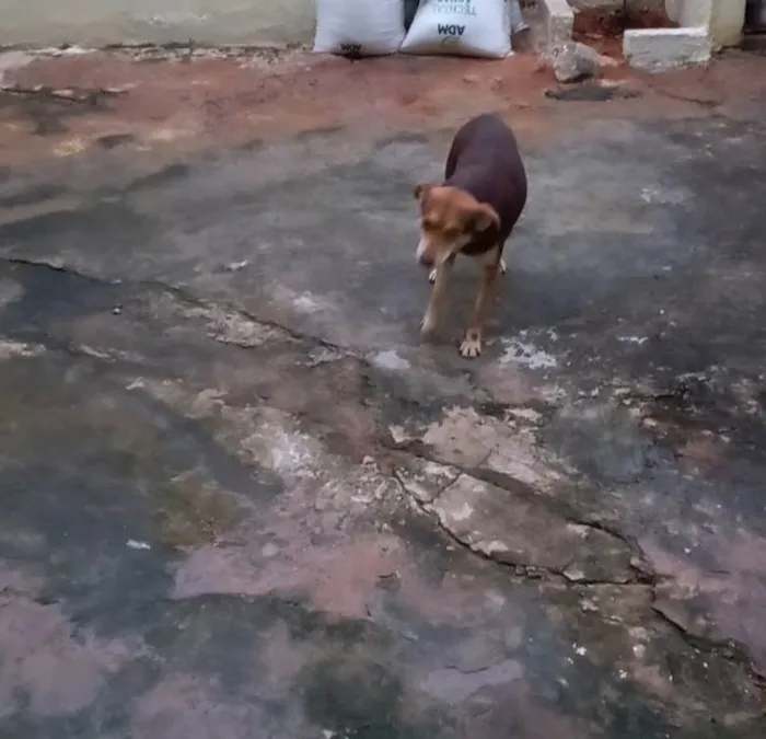 Cachorro ra a SRD-ViraLata idade 4 anos nome Novidade 