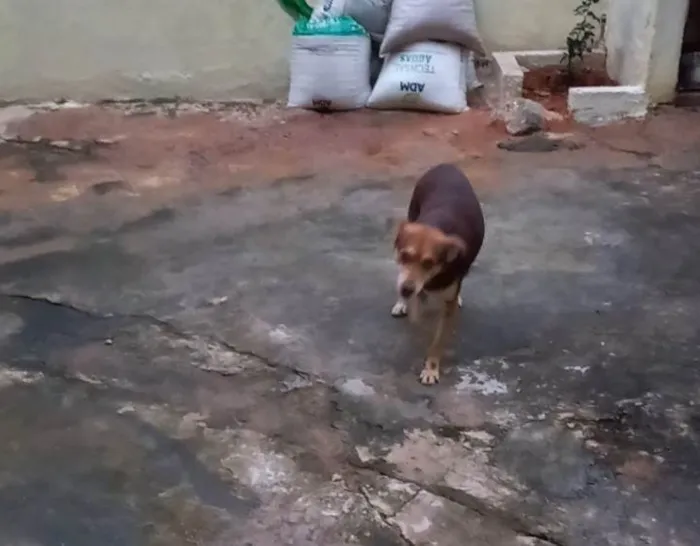 Cachorro ra a SRD-ViraLata idade 4 anos nome Novidade 