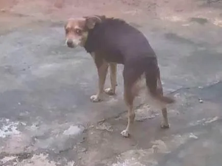 Cachorro ra a SRD-ViraLata idade 4 anos nome Novidade 