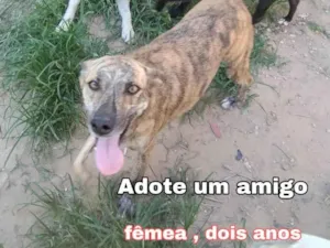 Cachorro raça SRD-ViraLata idade 2 anos nome Mel