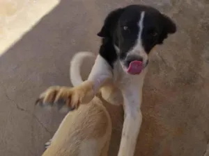 Cachorro raça SRD-ViraLata idade 2 anos nome Mancha