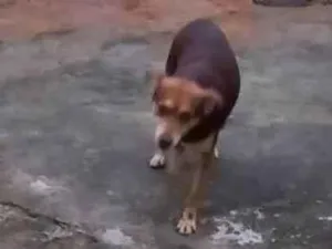 Cachorro raça SRD-ViraLata idade 4 anos nome Novidade 