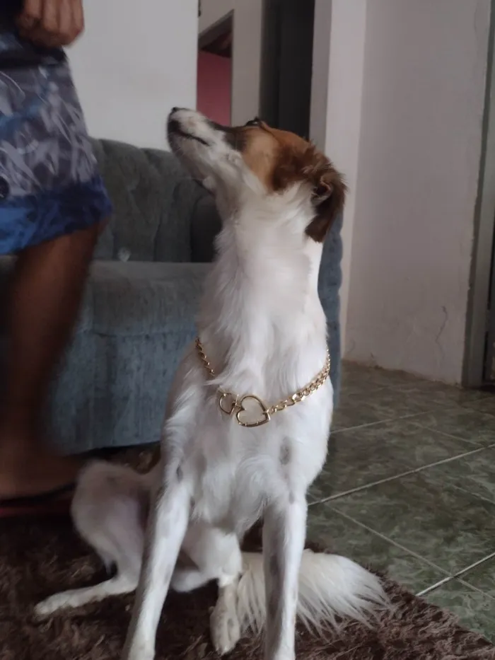 Cachorro ra a SRD-ViraLata idade 3 anos nome Akira 