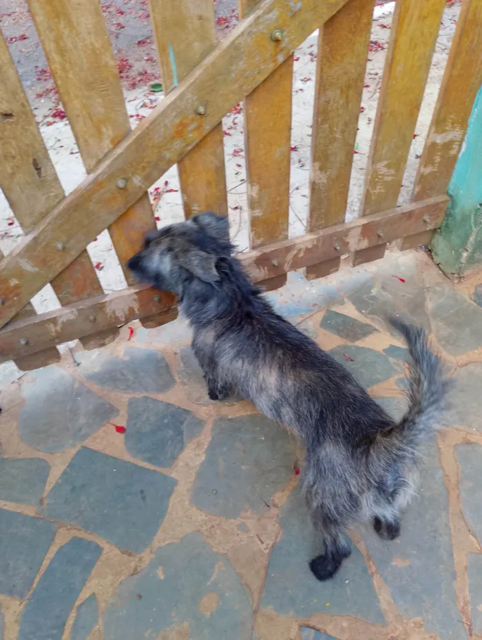 Cachorro ra a SRD-ViraLata idade 3 anos nome Tuco