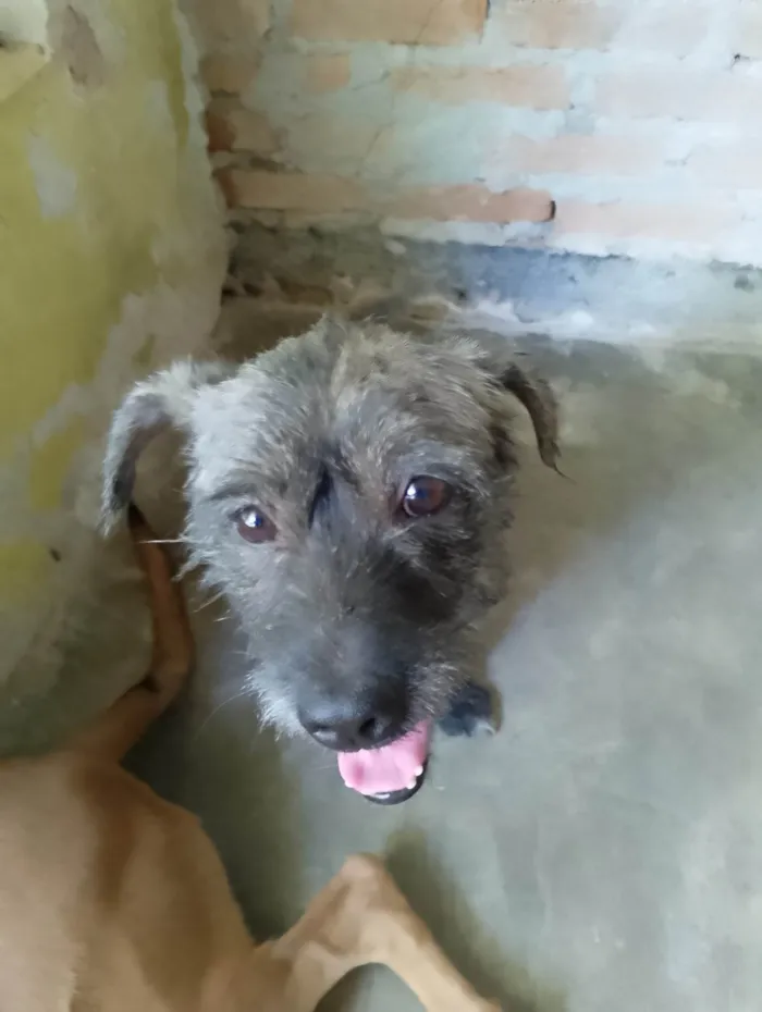 Cachorro ra a SRD-ViraLata idade 3 anos nome Tuco