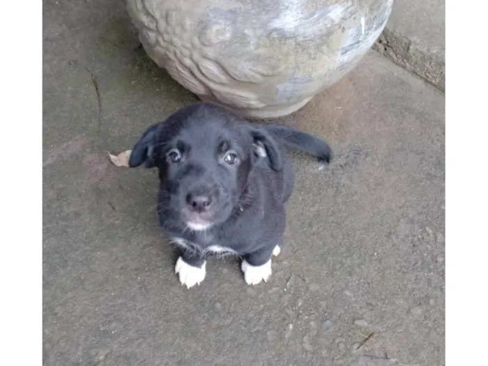 Cachorro ra a SRD-ViraLata idade 2 a 6 meses nome sem nome