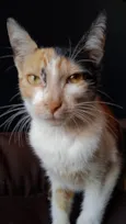Penélope