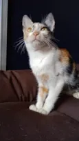 Penélope