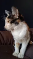 Penélope