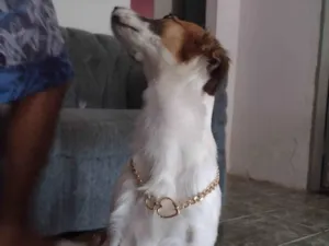 Cachorro raça SRD-ViraLata idade 3 anos nome Akira 