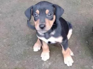 Cachorro raça SRD-ViraLata idade 2 a 6 meses nome sem nome