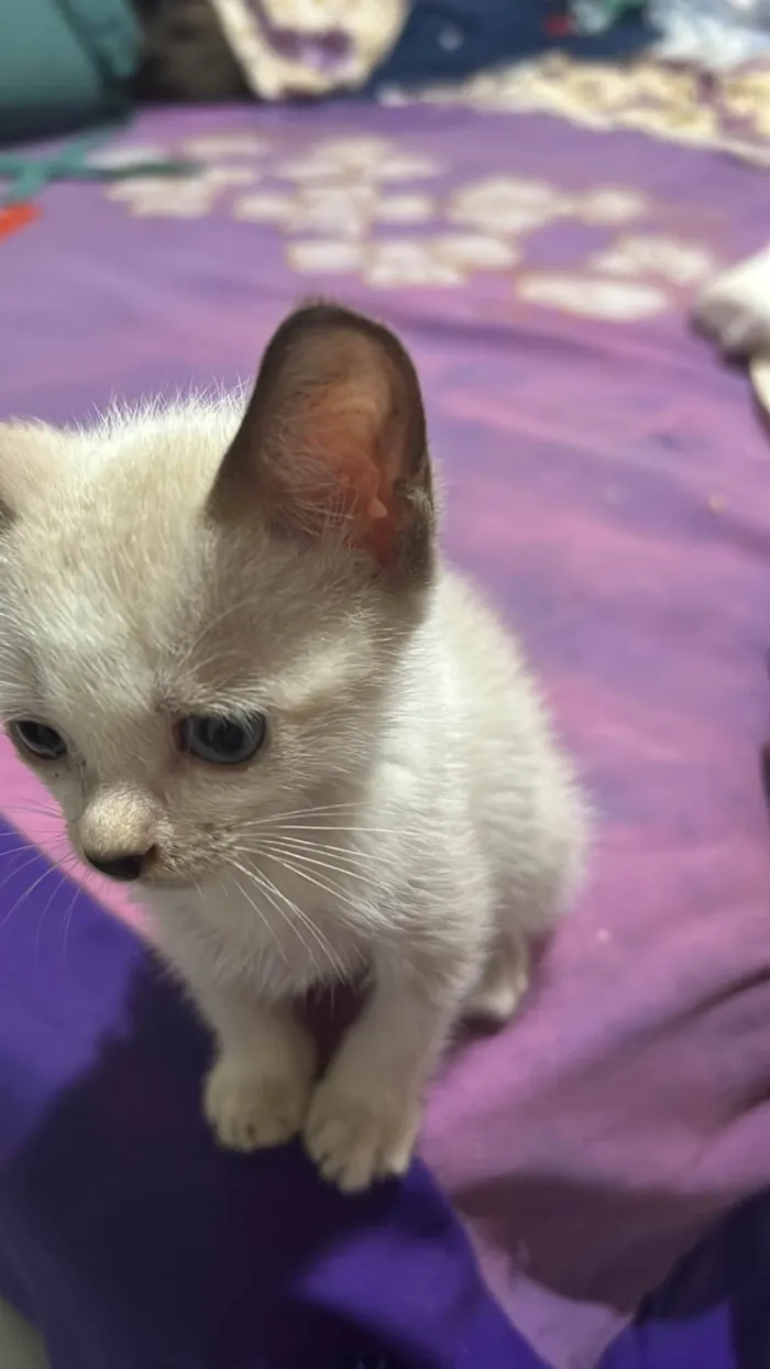 Gato ra a Siamês idade 2 a 6 meses nome Safira 