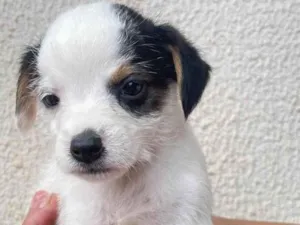 Cachorro raça SRD-ViraLata idade 2 a 6 meses nome Não tem