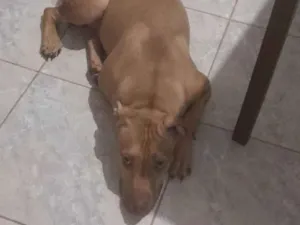 Cachorro raça Pit-Bull idade 7 a 11 meses nome Chronus 