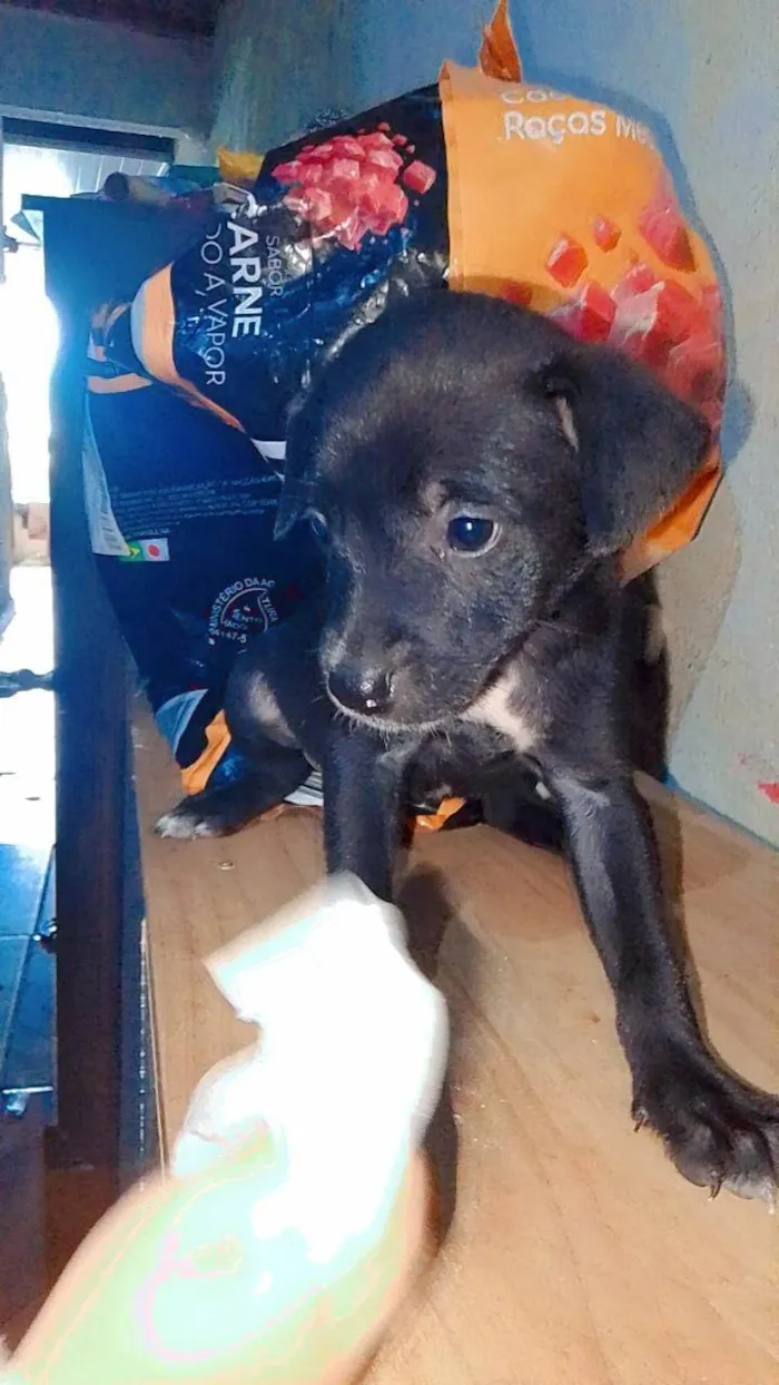 Cachorro ra a SRD-ViraLata idade 2 a 6 meses nome Pretinha 