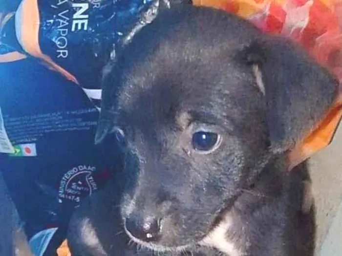 Cachorro ra a SRD-ViraLata idade 2 a 6 meses nome Pretinha 