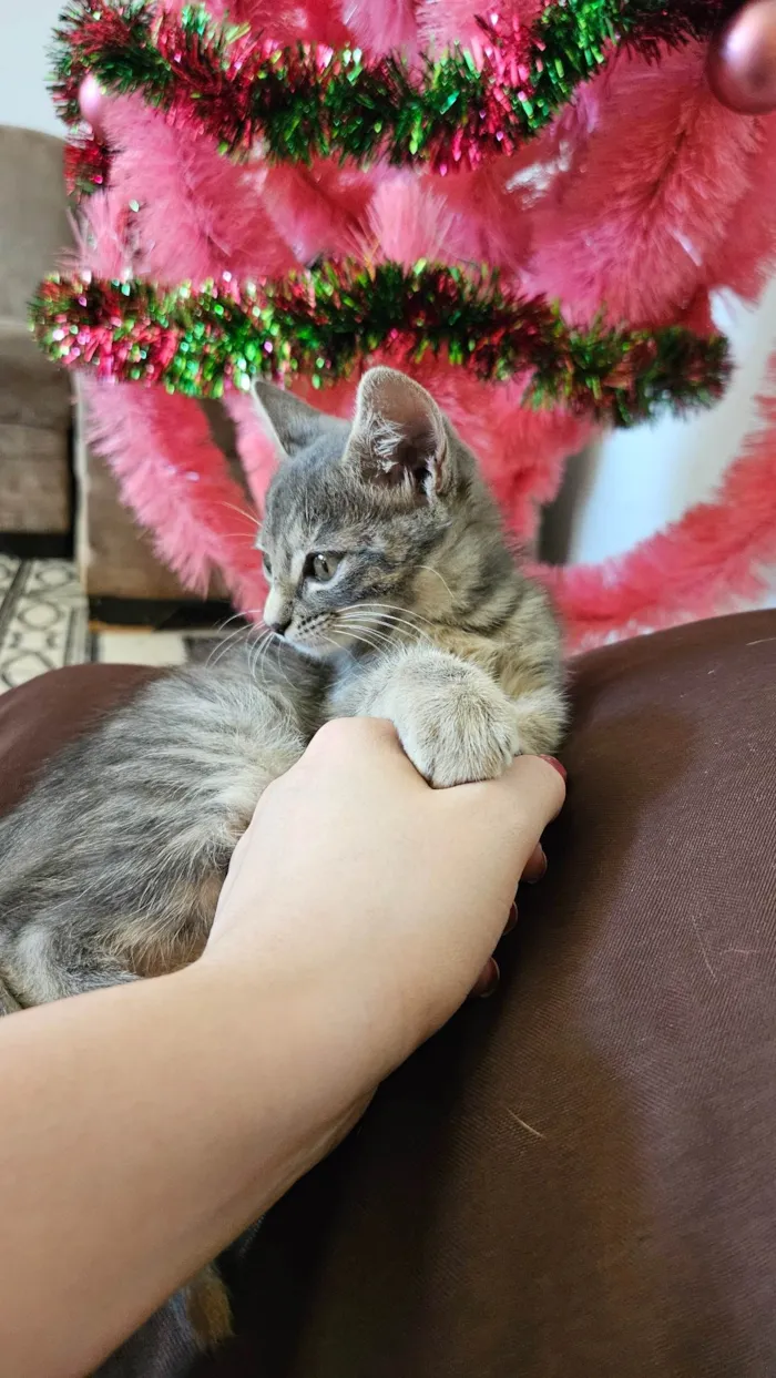 Gato ra a SRD-ViraLata idade Abaixo de 2 meses nome Selena