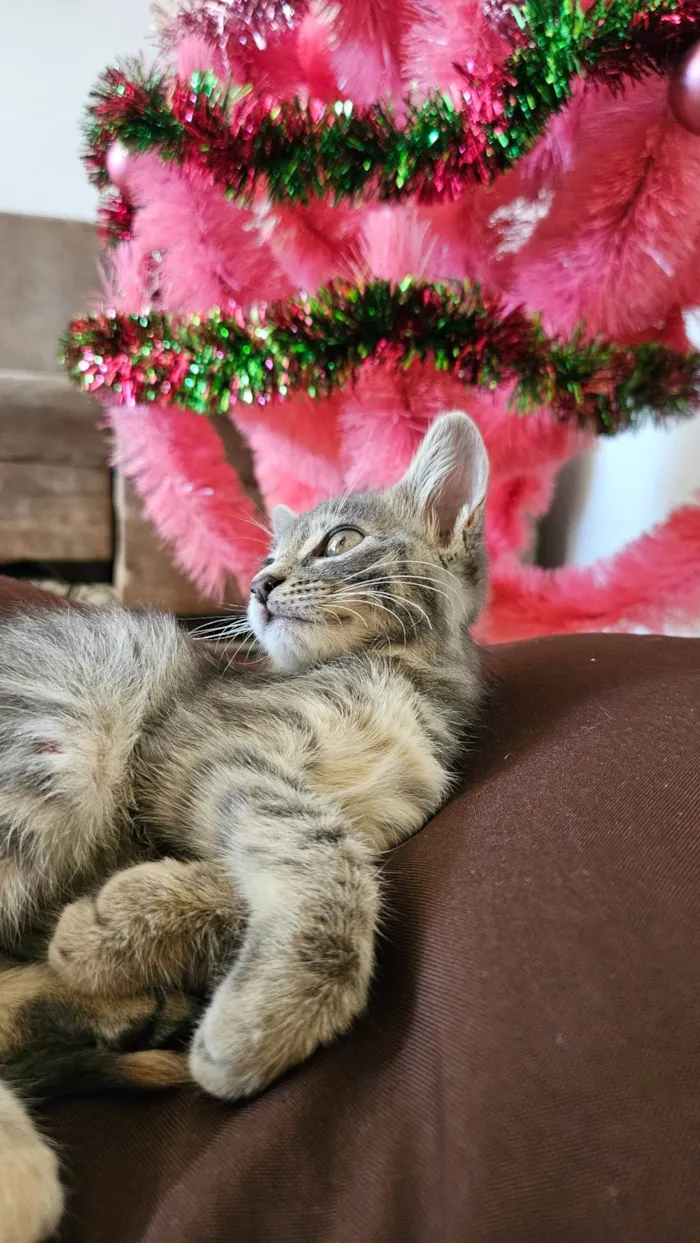 Gato ra a SRD-ViraLata idade Abaixo de 2 meses nome Selena