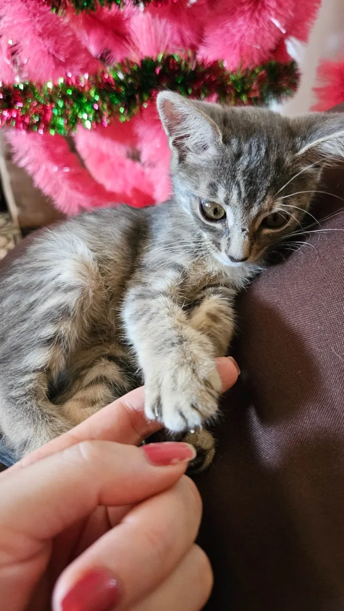 Gato ra a SRD-ViraLata idade Abaixo de 2 meses nome Selena