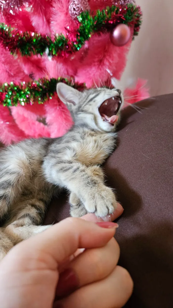 Gato ra a SRD-ViraLata idade Abaixo de 2 meses nome Selena