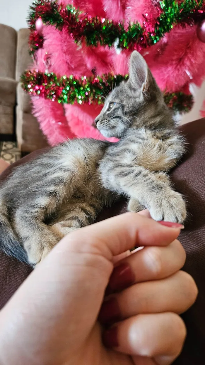 Gato ra a SRD-ViraLata idade Abaixo de 2 meses nome Selena