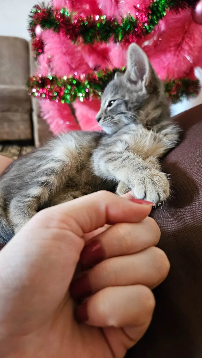 Gato ra a SRD-ViraLata idade Abaixo de 2 meses nome Selena