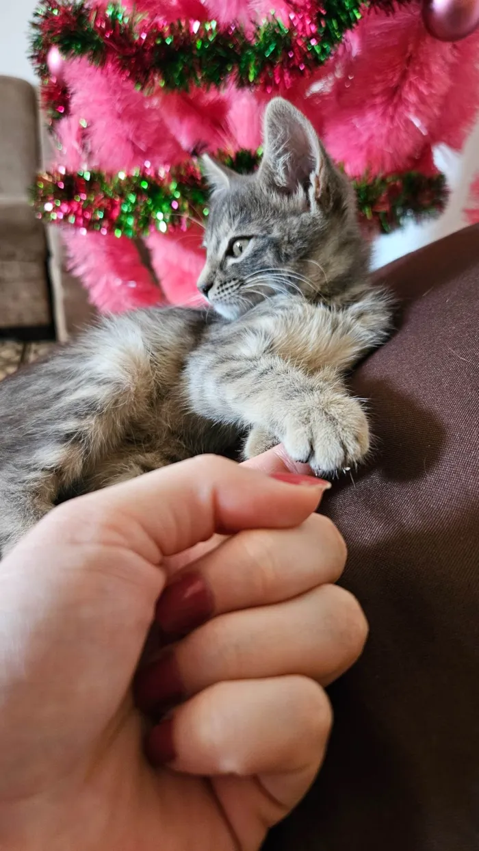 Gato ra a SRD-ViraLata idade Abaixo de 2 meses nome Selena