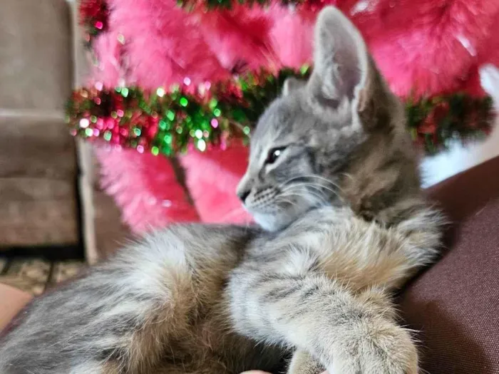 Gato ra a SRD-ViraLata idade Abaixo de 2 meses nome Selena