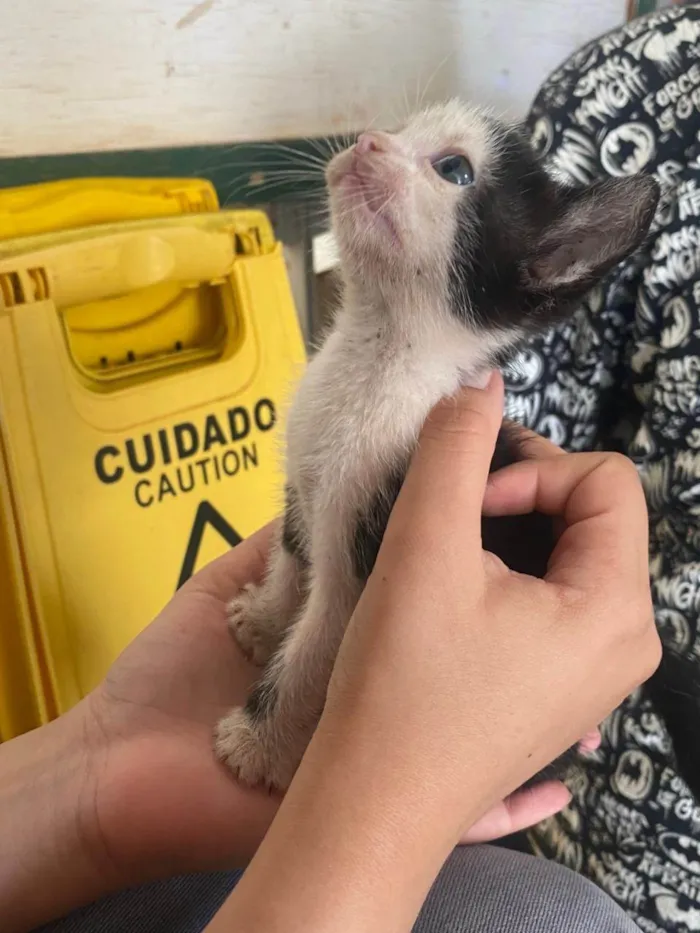 Gato ra a SRD-ViraLata idade Abaixo de 2 meses nome tata