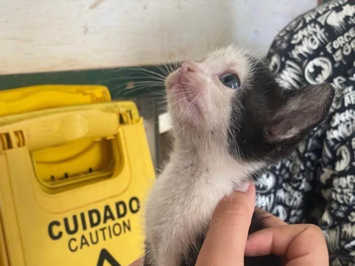 Gato ra a SRD-ViraLata idade Abaixo de 2 meses nome tata