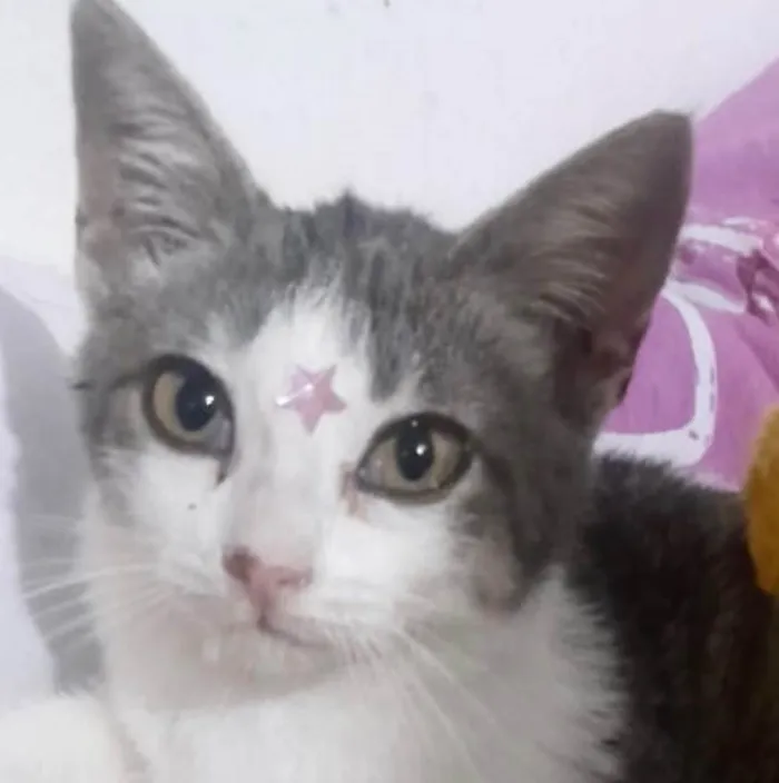 Gato ra a SRD-ViraLata idade 2 a 6 meses nome Lili 