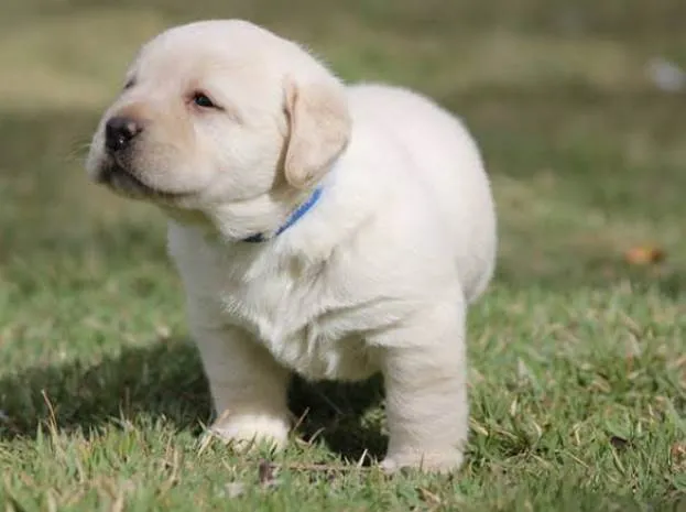 Cachorro ra a Lhasa Apso idade 2 a 6 meses nome Floquinho 