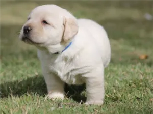 Cachorro raça Lhasa Apso idade 2 a 6 meses nome Floquinho 