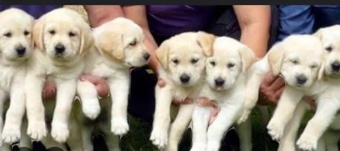 Cachorro ra a SRD-ViraLata idade 7 a 11 meses nome Marley