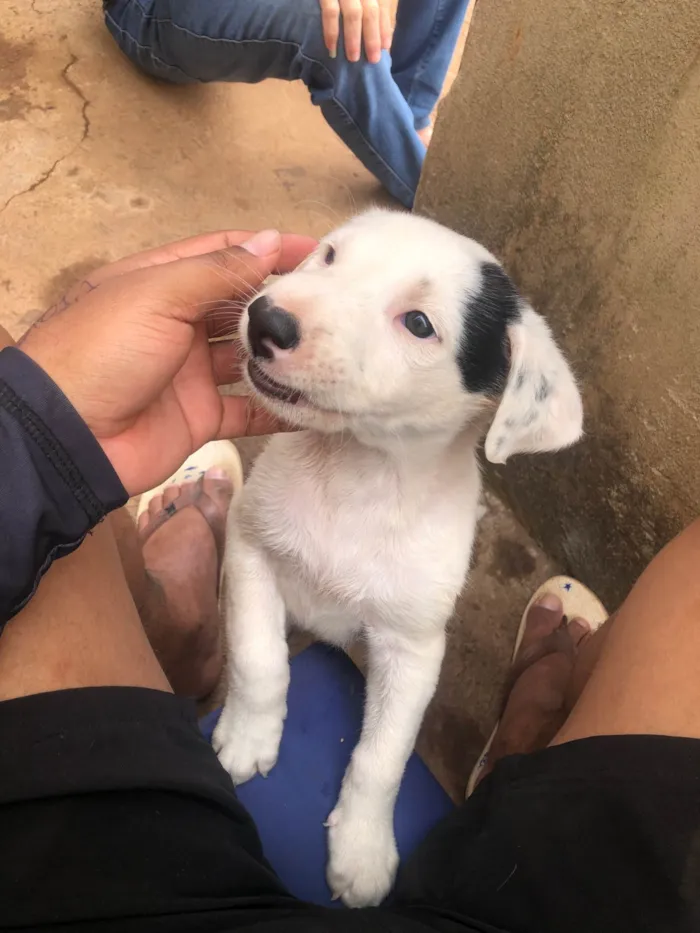 Cachorro ra a SRD-ViraLata idade 2 a 6 meses nome Duck