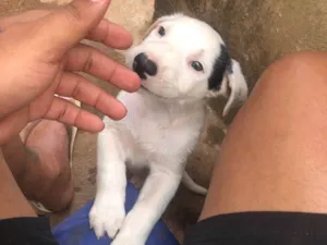 Cachorro raça SRD-ViraLata idade 2 a 6 meses nome Duck