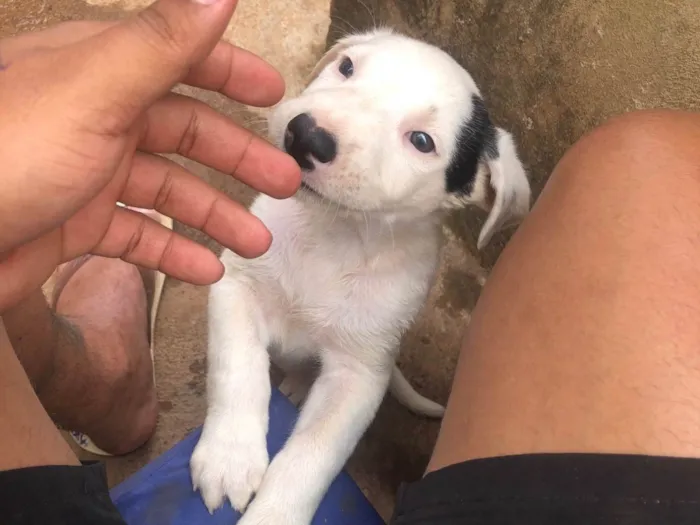 Cachorro ra a SRD-ViraLata idade 2 a 6 meses nome Duck