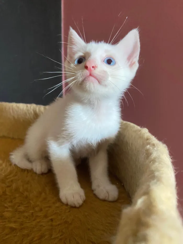 Gato ra a SRD-ViraLata idade Abaixo de 2 meses nome Manoel